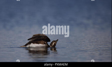 Long-tailed duck, (Clangula hyemalis), swimming in tundra lake Stock Photo