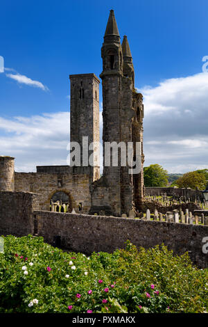 East tower of St Andrews Cathedral with St Rules square tower and cemetery tombstones and rose bush St Andrews Fife Scotland UK Stock Photo