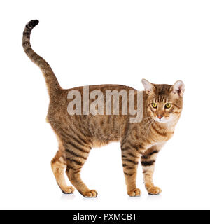 Thoroughbred striped Serengeti cat on a white background Stock Photo