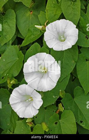 flowers and leaves of hedge bindweed Stock Photo