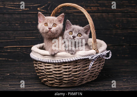 Scottish straight kittens. Two pedigree kittens in the basket. The cats put the paws on the basket. Funky kittens explore new territories. On a black  Stock Photo