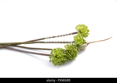 wild leek flowers isolated on white background Stock Photo