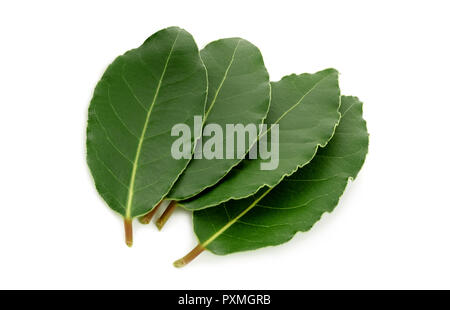 laurel leaves isolated on white background Stock Photo