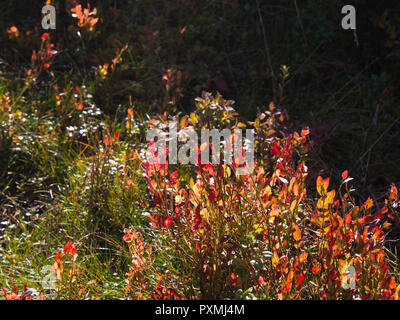 Closeup of landscape and plants along a hiking path in Hemsedal valley Norway, with Vaccinium myrtillus leaves in red and yellow autumn colours Stock Photo