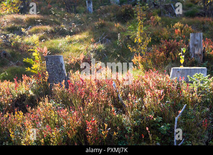 Closeup of landscape and plants along a hiking path in Hemsedal valley Norway, with Vaccinium myrtillus leaves in red and yellow autumn colours Stock Photo