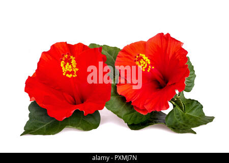 Hibiscus flowers isolated on white background Stock Photo