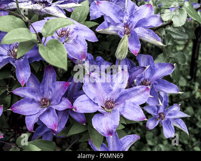 Clematis Lila Stock Photo Alamy