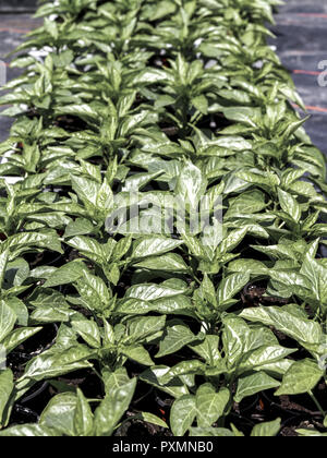 Junge Paprikapflanzen (Capsicum) Blatt, Blaetter, Boden ...