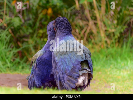 Takahē native endangered New Zealand bird Stock Photo