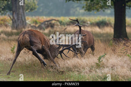 Rutting red deer stags UK