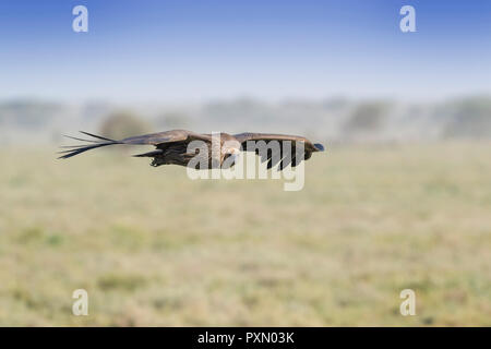 White-backed vulture (Gyps africanus) in flight, Ngorongoro conservation area, Tanzania. Stock Photo