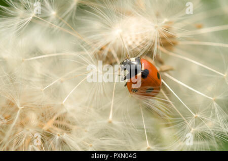 Ladybird (coccinellidae) on dandelion flower Stock Photo