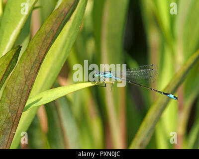 common bluetail or Blue tailed damselfly (Ischnura elegans) perched on leaf of water plant in London, England, UK Stock Photo