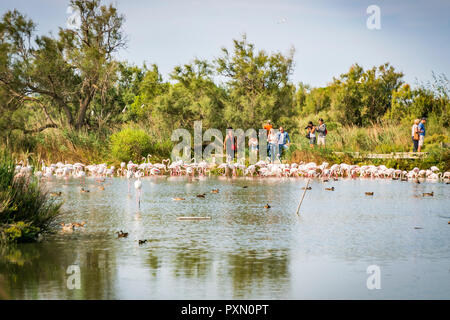 Greater flamingos in lagoon being watched by visitors, Parc Ornithologique, Pont de Gau, Saintes Maries de la Mer, Bouches du Rhone, France. Stock Photo