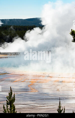 Thick Steam Rising from Grand Prismatic Spring with Runoff Stock Photo