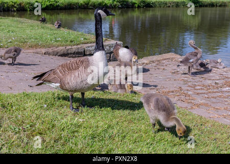 Canada geese (Branta canadensis) adults with their goslings walking  beside the canal. Stock Photo