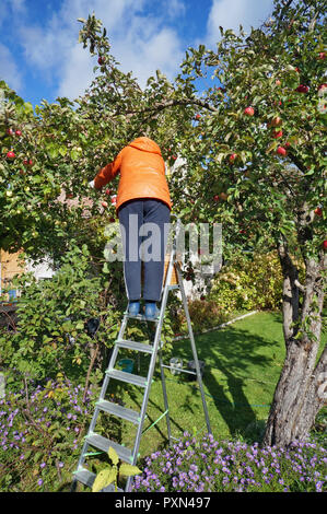 An elderly woman gardener harvests a crop of apples standing on a folding stais. Sunny autumn day nature landscape Stock Photo