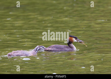 Close up of hungry UK great-crested grebe chick (Podiceps cristatus) in water swimming over to be fed by parent bird with fish in its beak. Waterbirds Stock Photo