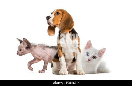 Young Beagle sitting, White kitten, Kitten Lykoi cat, in front of white background Stock Photo
