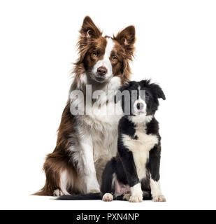 Puppy border collie dog, Border Collie, in front of white background Stock Photo