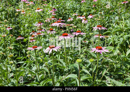 Echinacea field, Muensterland; Germany, Europe Stock Photo