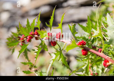 Ripe fruits of wild-growing Blitum virgatum (Chenopodium foliosum), closeup Stock Photo