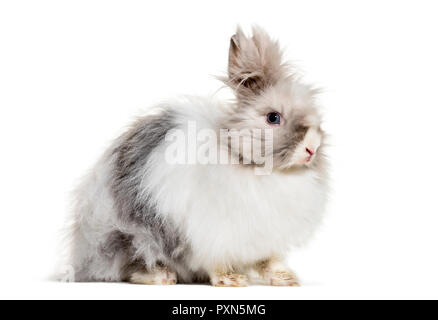 Angora rabbit, sitting against white background Stock Photo