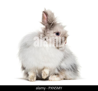 Angora rabbit, sitting against white background Stock Photo