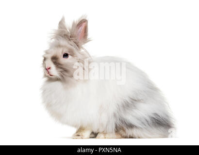 Angora rabbit, sitting against white background Stock Photo