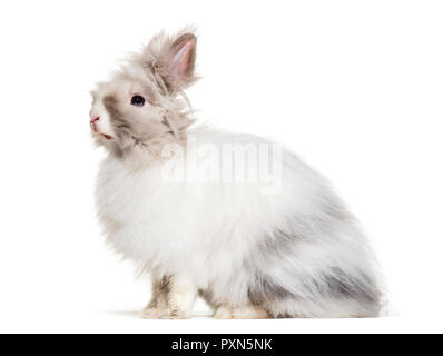 Angora rabbit, sitting against white background Stock Photo