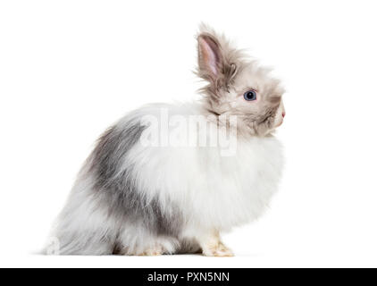 Angora rabbit, sitting against white background Stock Photo