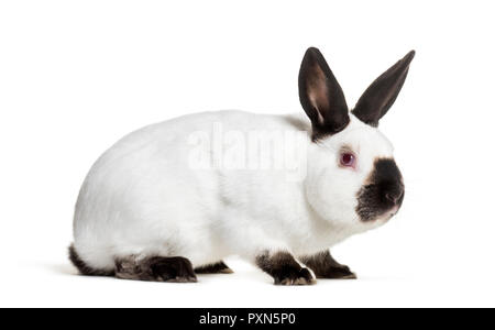 Russian rabbit sitting against white background Stock Photo