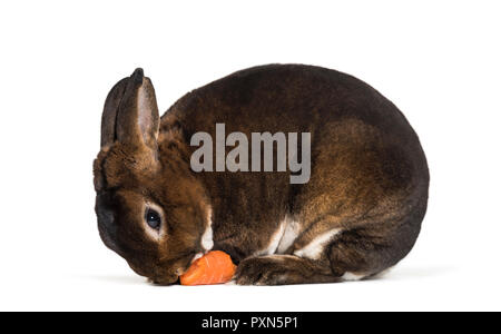 Rex Nain Castor, against white background Stock Photo