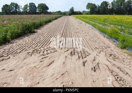 Echinacea  and Melilotus field, Muensterland; Germany, Europe Stock Photo