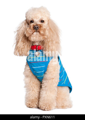 Poodle  dressed-up in front of awhite background Stock Photo