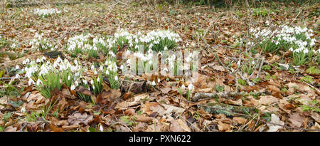 Snowdrops grow in a woodland forest with the ground covered with leaves Stock Photo