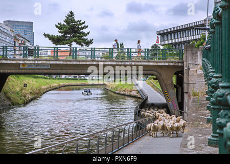 Shepherd herding flock of sheep under bridge along steep canal bank in summer in the city Ghent / Gent, Flanders, Belgium Stock Photo