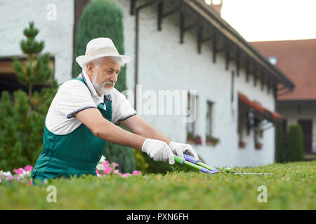 Serious gray haired man, wearing in green overalls and white hat, concentrating cropping bush with large garden scissors. Handsome male worker cutting and forming fence of green shrubs near house. Stock Photo
