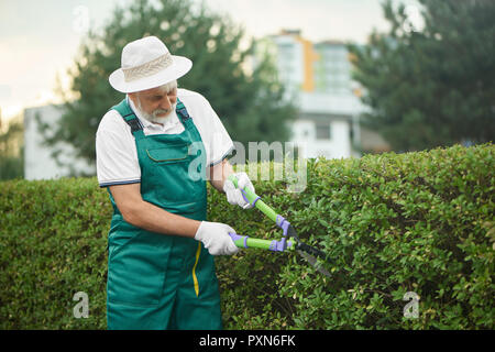 Muscular older man wearing in green overalls and white hat, concentrating cropping side of fence from bushes with large garden scissors. Professional gardener with professional garden tools at work. Stock Photo