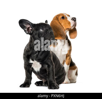 Young Beagle sitting with Black French bulldog puppy, looking up , in front of white background Stock Photo