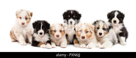Front view of Australian Shepherd puppies, 6 weeks old, sitting and lying in a row against white background