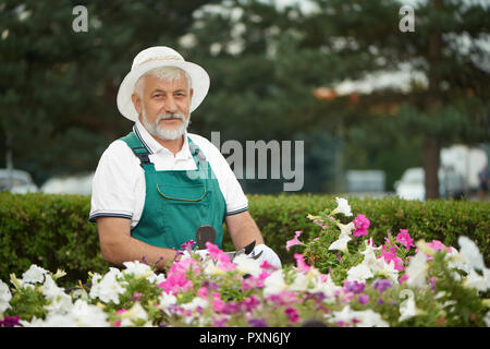 Old handsome gardener cutting flower with secateurs at garden at daytime. Gray haired man wearing in green overalls with protective gloves, standing near table with plants and looking at camera. Stock Photo
