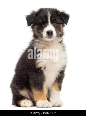 Australian Shepherd puppy, 8 weeks old, sitting and portrait against white background
