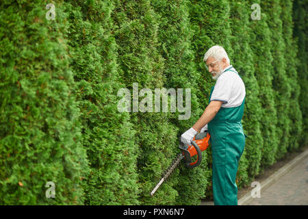 Gray haired bearded male gardener, wearing in special green overalls and protective glasses, cutting bushes of white cedar near house. Adult man landscaping bushes with petrol hedge cutter. Stock Photo