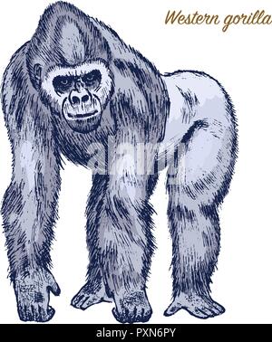 Western or mountain gorilla. big monkey or primate. Hand drawn, engraved wild animal in vintage or retro style, zoology african symbol. Stock Vector