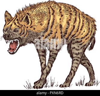 African spotted hyena. Wild animal. Engraved hand drawn old monochrome Vintage sketch. Stock Vector