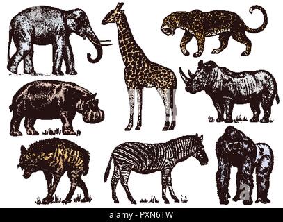 Set of African animals. Rhinoceros Elephant Giraffe Hippopotamus Leopard Hyena Western gorilla Wild zebra. Engraved hand drawn Vintage old monochrome safari sketch. Vector illustration. Stock Vector