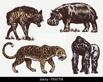 Set of African animals. Hippopotamus Leopard Hyena Western gorilla. Engraved hand drawn Vintage old monochrome safari sketch. Vector illustration. Stock Vector