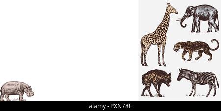 Set of African animals. Elephant Giraffe Leopard Hyena Wild zebra. Engraved hand drawn Vintage old monochrome safari sketch. Vector illustration. Stock Vector