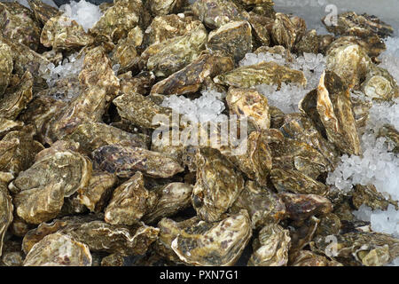 Oysters on sale stored in Ice at Whitstable Stock Photo